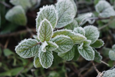 Kış mevsiminde yaprakları don kaplı yeşil nane bitkilerine yakın çekim. Mentha