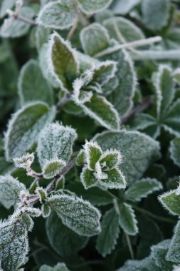 Kış mevsiminde yaprakları don kaplı yeşil nane bitkilerine yakın çekim. Mentha