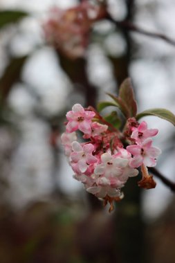  Pembe çiçekli ve yeşil yapraklı şafak viburnumu. Kış mevsiminde viburnum bodnantense