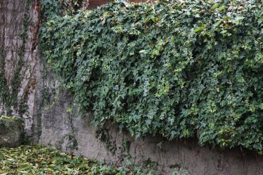 Bahçedeki gri bir duvarda Beyaz Harikalar Sarmaşığı. Yeşil ve beyaz Sarmaşık dallarda ayrılır