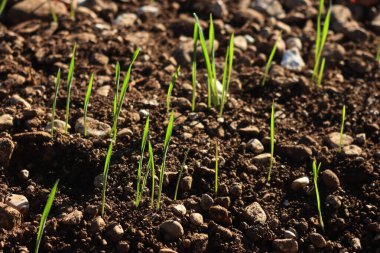 Kışın güneş ışığına karşı tarlada sıra sıra yetişen yeşil tahıl bitkileri. Buğday (triticum) alanı 