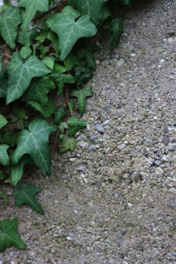 Sarmaşık gri beton duvarda yeşil yapraklar bırakır. Hedera sarmalı