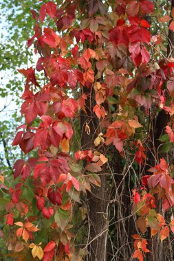 Sonbaharda birçok kırmızı ve sarı yapraklı Virginia sürüngen bitkisi. Kızıl Tırmanış Partenocissus quinquefolia