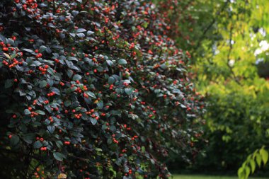 Cotoneaster franchetii ya da Franchet Cotoneaster çalıları sonbahar mevsiminde dallarında kırmızı böğürtlenlerle