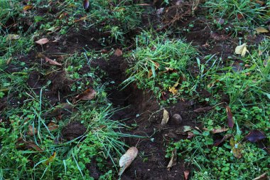 Many holes in the meadow caused by roes in the italian countryside, Wildlfife damage in nature clipart