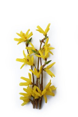 Forsythia branch with many yellow flowers isolated on white background. Forsythia Vahl  clipart