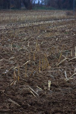 Organic fertilizer. Cow manure for agriculture in the corn field before plowing on winter season clipart