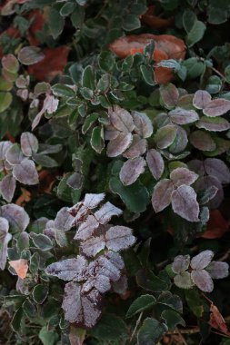 Bahçedeki Mahonia Aquifolium çalılarının kırmızı yaprakları üzerindeki buz. Mahonia çalısı kışın