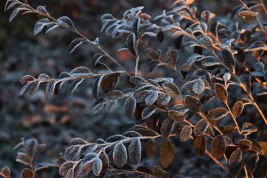 Loropetalum japonica or Loropetalum chinense f. rubrum 'Fire Dance' bush covered by frost in the garden on winter clipart