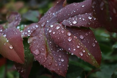 Raindrops on red leaves of Mahonia aquifolium bush in the garden. Mahonia bush  clipart