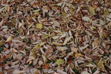 Kuru sarı ve kahverengi fındık ağacı yaprakları sonbahar mevsiminde bahçede çimenlikte.