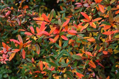 Berberis julianae with blue berries. Wintergreen barberry on winter season with red land orange leaves clipart