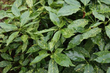 Close-up of Aucuba japonica bush commonly called spotted laurel in the garden clipart