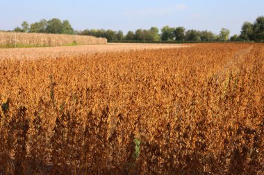 Kuru fasulye tarlası güneşli bir günde hasat etmeye hazır. En fazla ekilmiş Glycine 