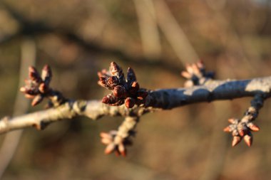 Cherry tree branches on winter season with many brown blossoms. Prunus avium  clipart