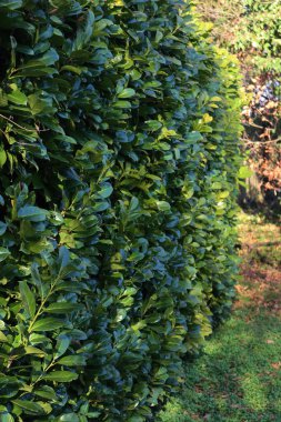 Evergreen cherry laurel hedge in the garden on winter season. Detail of Prunus laurocerasus bush clipart