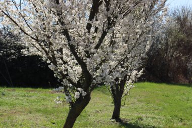 İtalya 'nın kırsalında beyaz çiçeklerle çiçek açan Blackthorn ağaçları. Prunus spinosa İlkbaharın başlarında