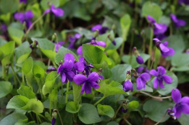 Mor renkli menekşelere ya da bahçedeki İngiliz menekşelerine yakın çekim. İlkbaharda Viola kokulu bitkiler