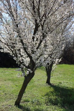 İtalya 'nın kırsalında beyaz çiçeklerle çiçek açan Blackthorn ağaçları. Prunus spinosa İlkbaharın başlarında