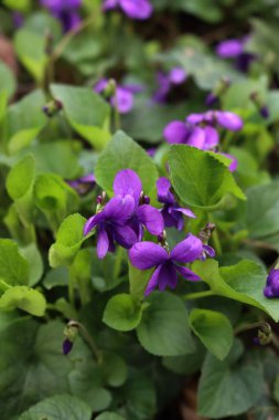 Mor renkli menekşelere ya da bahçedeki İngiliz menekşelerine yakın çekim. İlkbaharda Viola kokulu bitkiler