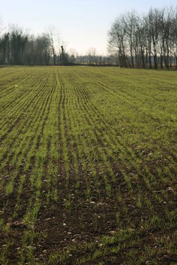 Kış mevsiminde tarlada sıra sıra yetişen yeşil tahıl bitkileri. Buğday tarlası manzarası. Triticum