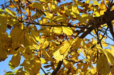 Sonbahar mevsiminde parlak sarı yapraklı ceviz ağacı. Juglans regia tree agaisted blue sky