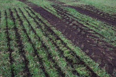 Liquid manure on alfalfa agricultural field in the italian countryside on winter season clipart