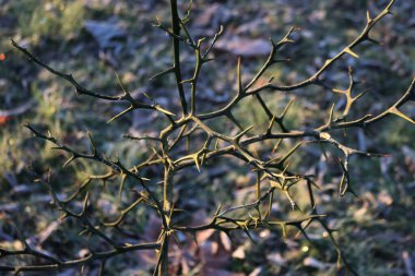 Trifoliate plant in the garden on winter. Poncirus trifoliata bush with no leaves clipart