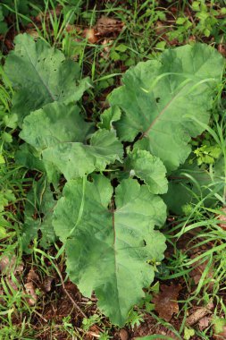 Arctium lappa. Genç yeşil burdock yaprakları yazın İtalya kırsalında