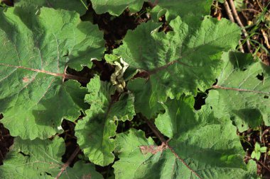 Arctium lappa. Genç yeşil burdock yaprakları yazın İtalya kırsalında