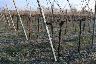 İtalya kırsalında kış mevsiminde Pinot Vineyard 'ı dondurdu.