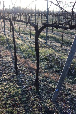 İtalya kırsalında kış mevsiminde Pinot Vineyard 'ı dondurdu.