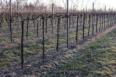 İtalya kırsalında kış mevsiminde Pinot Vineyard 'ı dondurdu.