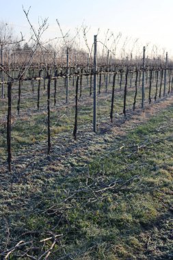 İtalya kırsalında kış mevsiminde Pinot Vineyard 'ı dondurdu.