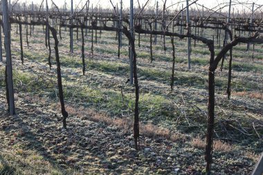 İtalya kırsalında kış mevsiminde Pinot Vineyard 'ı dondurdu.