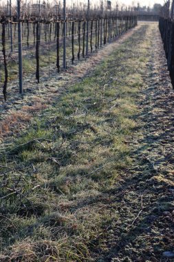 İtalya kırsalında kış mevsiminde Pinot Vineyard 'ı dondurdu.