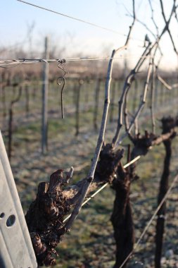 İtalya 'nın kırsal kesimlerinde kış mevsiminde Pruined Pinot Vineyard' a yakın çekim