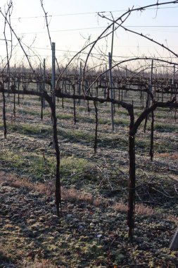 İtalya kırsalında kış mevsiminde Pinot Vineyard 'ı dondurdu.