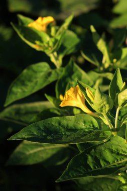 Mirabilis Jalapa 'nın yakın çekimi ya da yaz aylarında çiçek tarhındaki sarı çiçeklerin mucizesi.
