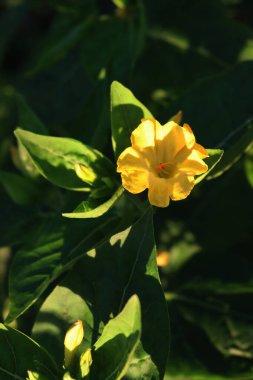 Mirabilis Jalapa 'nın yakın çekimi ya da yaz aylarında çiçek tarhındaki sarı çiçeklerin mucizesi.