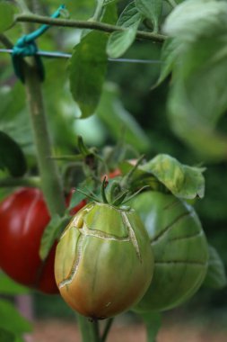 Sebze bahçesinde çatlamış kırmızı ve yeşil domateslerin yakın çekimi. Yazın çok yağmur yağar. 
