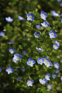 Küçük Veronica, baharda çayırdaki mavi kır çiçekleri, Pers yarış pisti.