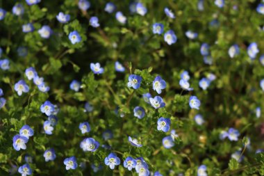 Küçük Veronica, baharda çayırdaki mavi kır çiçekleri, Pers yarış pisti.