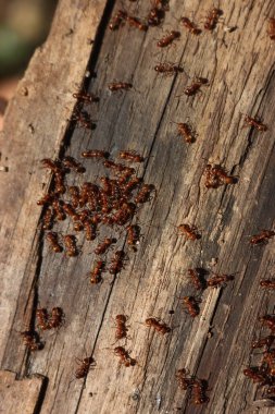 Bahçedeki bir tahta parçası üzerinde bir sürü Avrupalı kırmızı karınca. Lasius flavius. Sarı çayır karıncaları