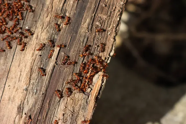 Bahçedeki bir tahta parçası üzerinde bir sürü Avrupalı kırmızı karınca. Lasius flavius. Sarı çayır karıncaları