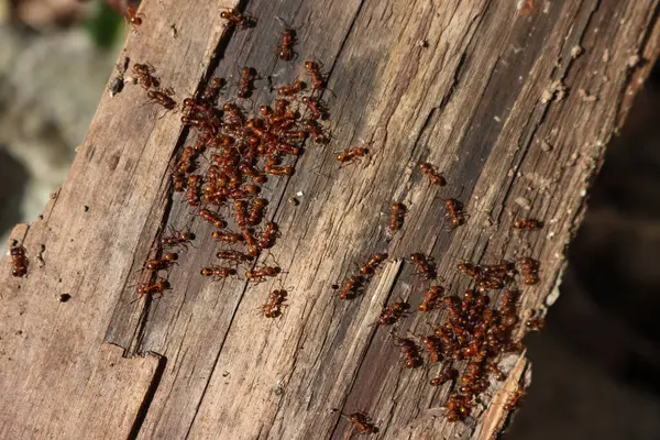Bahçedeki bir tahta parçası üzerinde bir sürü Avrupalı kırmızı karınca. Lasius flavius. Sarı çayır karıncaları