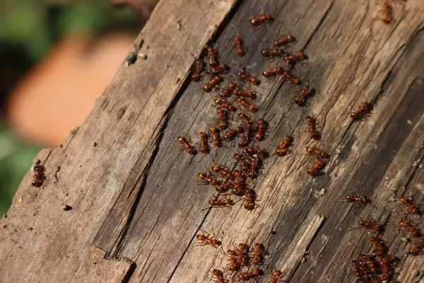 Bahçedeki bir tahta parçası üzerinde bir sürü Avrupalı kırmızı karınca. Lasius flavius. Sarı çayır karıncaları