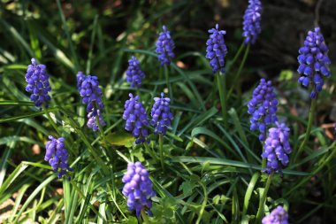 Baharda çimlerin üzerinde mavi muscari çiçekleri. Ermeni üzüm sümbülü