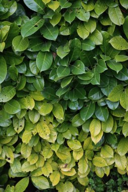 Demir kloroz hastalığından kaynaklanan sarı yapraklı kiraz ya da İngiliz Laurel çalısı. Prunus laurocerasus