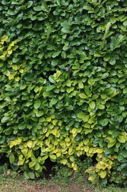 Demir kloroz hastalığından kaynaklanan sarı yapraklı kiraz ya da İngiliz Laurel çalısı. Prunus laurocerasus